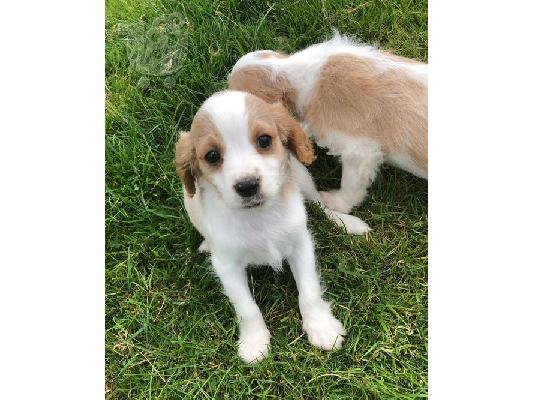 PoulaTo: Κουτάβια Cavalier King Charles