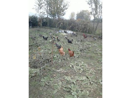 ΚΟΤΕΣ,ΠΟΥΛΑΔΕΣ,ΓΑΛΟΠΟΥΛΕΣ....