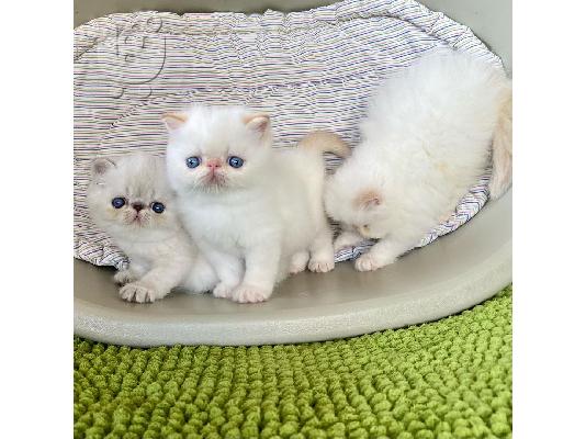 Εδώ έχουμε 4 όμορφα εξωτικά shorthairs, υπάρχουν 3 άνδρες και...