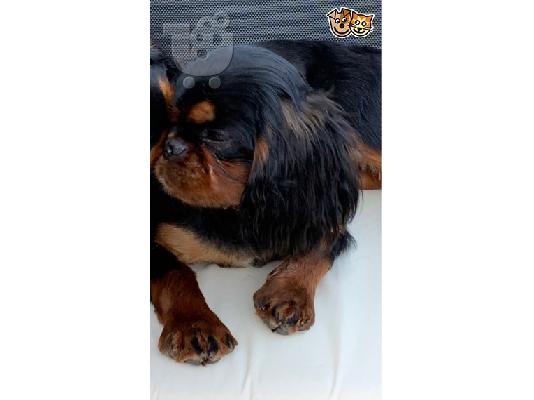 PoulaTo: King of Cavaliers Charles κουτάβια.
