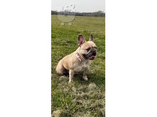 Pure AKC Registered French Bulldog Puppy για υιοθεσία