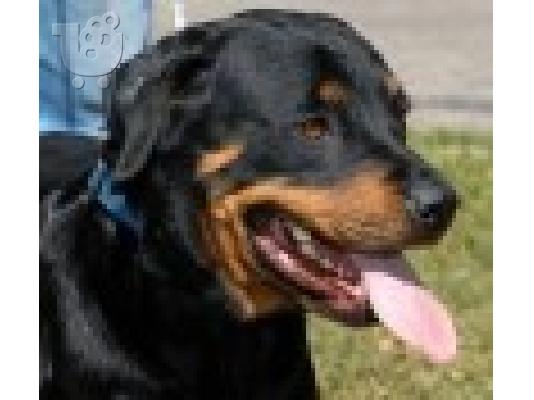 PoulaTo: Rottweiler Ροτβάιλερ
