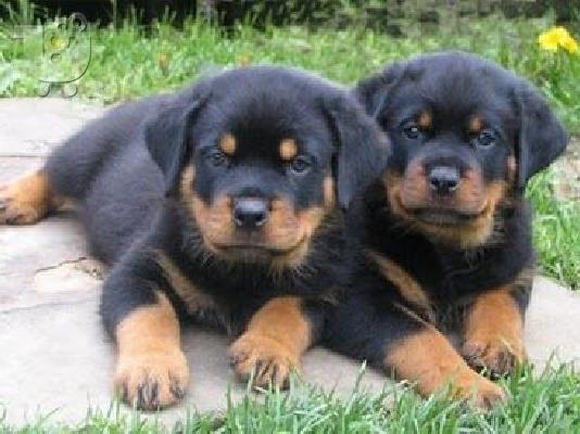 Ta koutávia Rottweiler