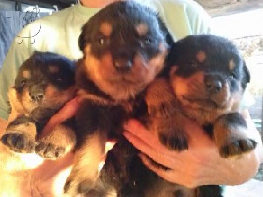 ROTTWEILER
