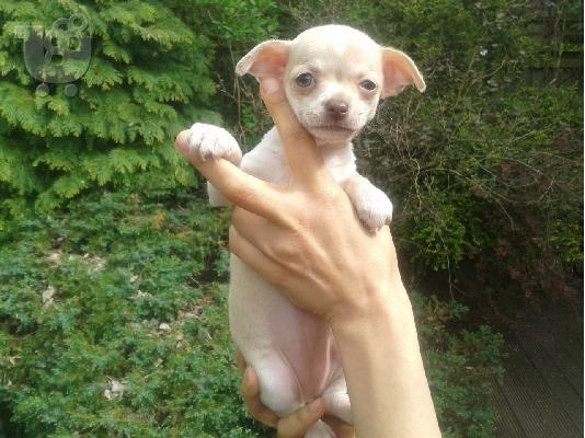 Chihuahua σκυλιά και κουτάβια προς πώληση