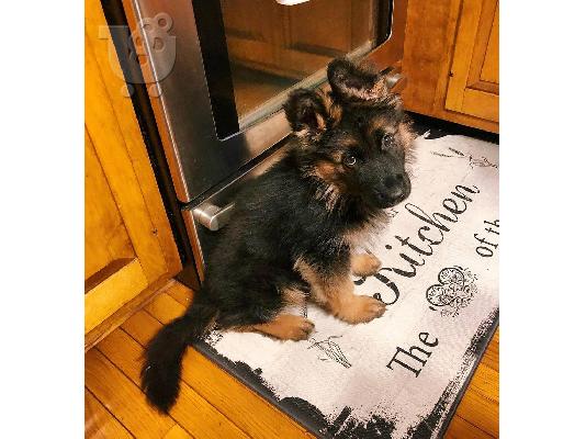 PoulaTo: Πωλούνται κουτάβια German Shepherd.