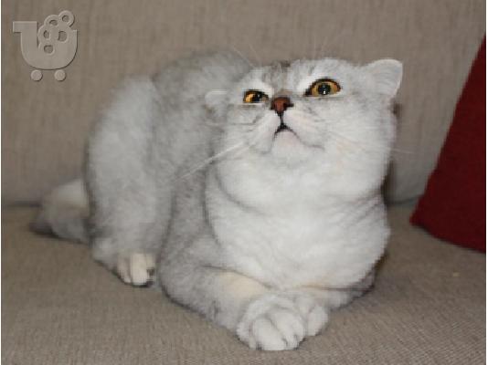 Αρσενικό Scottish Fold Chinchilla