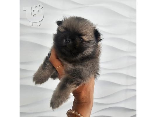 Αρσενικό κουτάβι Pomeranian Spitz
