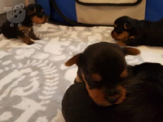 Yorkshire Terrier