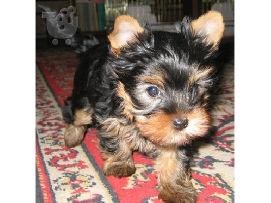 PoulaTo: yorkshire terrier με pedigree