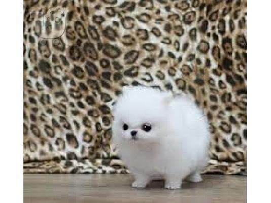 Pomeranian καθαροαιμα ΡΟΔΟΣ 6979314054