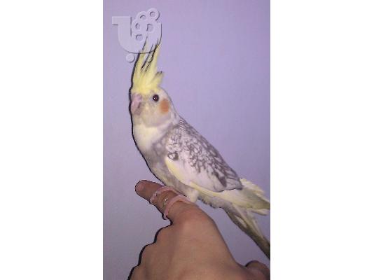 PoulaTo: ΠΑΠΑΓΑΛΟΙ