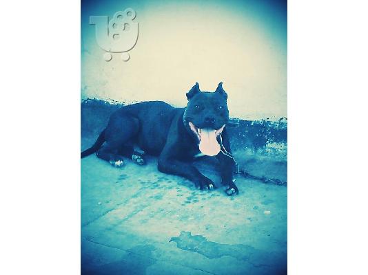 pitbull American