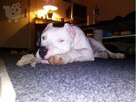 PoulaTo: Dogo Argentino καθαροαιμα κουταβια 6979314054 ΕΛΛΑΔΑ