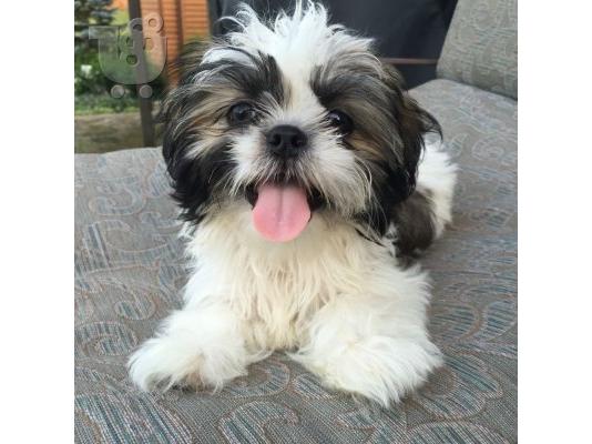 αγαπώντας Shih tzu έτοιμο για υιοθέτηση.