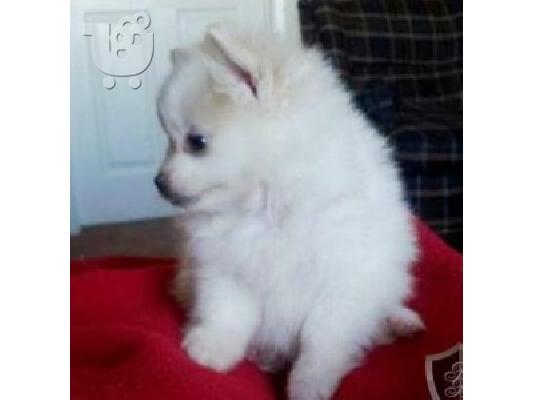 PoulaTo: Female Pomeranian Puppy