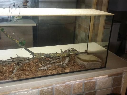 Πύθωνας (ball python)