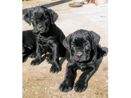 Κουτάβια Cane Corso