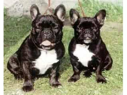 Γαλλικά μπουλντόγκ κουτάβι Bulldog Galliko — Δάφνη