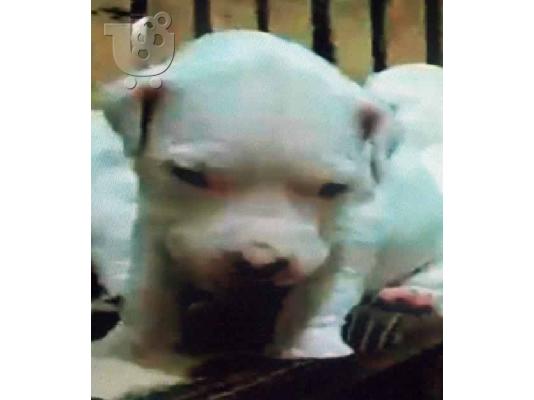 Ντόγκο Αρτζεντίνο - Dogo Argentino — Νέα Φιλαδέλφεια
