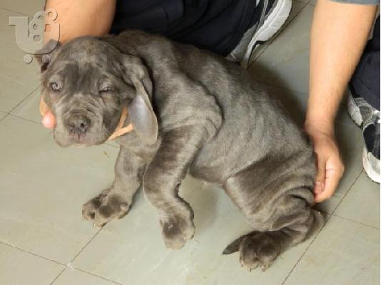 PoulaTo: cane corso