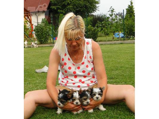 PoulaTo: 2 χαριτωμένο biewer yorkshire Terrier (αρσενικό και θηλυκό)