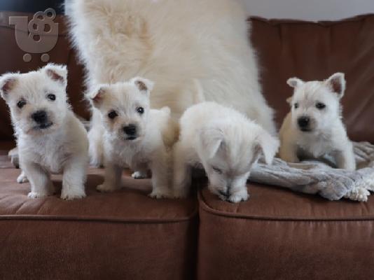 PoulaTo: Căței West Highland White Terrier