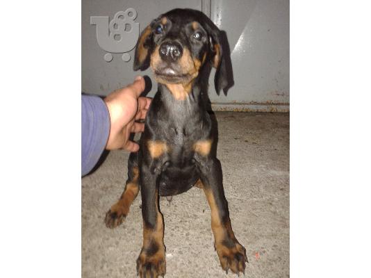 πωλουνται καθαροαιμα κουταβια doberman