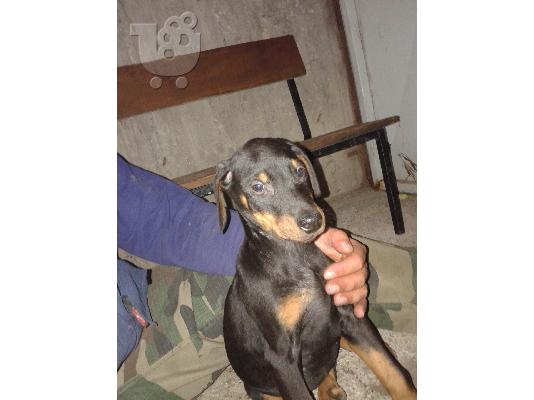 πωλουνται καθαροαιμα κουταβια doberman