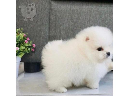 PoulaTo: Πωλείται λευκό κουτάβι Pomeranian