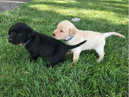 PoulaTo: Τα κουτάβια Toy Labrador Retriever είναι έτοιμα