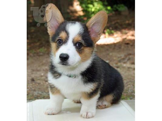 Κουτάβια Pembroke Welsh Corgi