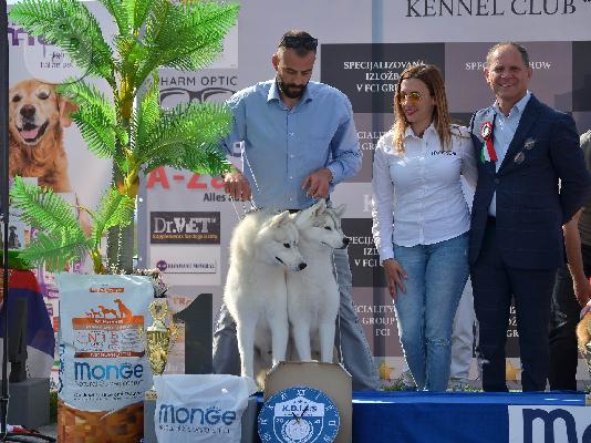 Σιβηρικό χάσκι αρσενικό προς πώληση