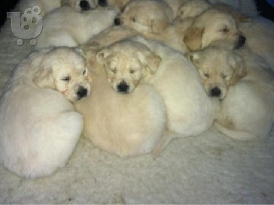 PoulaTo: 6 αγόρια και 5 κορίτσια Golden Retriever. Έτοιμο τώρα