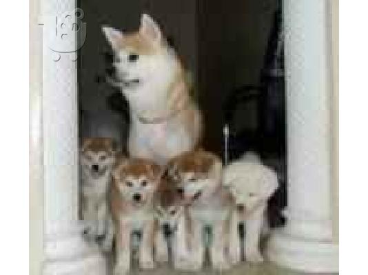 (Boxer κουτάβια ακιτα(AKITA))ΑΚΙΤΑ ΜΠΟΞΕΡ