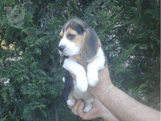 beagle