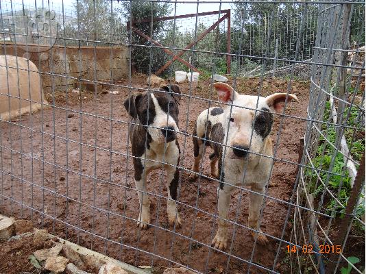American Staffordshire Pit-Bull