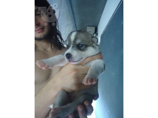 Siberian husky κουτάβια