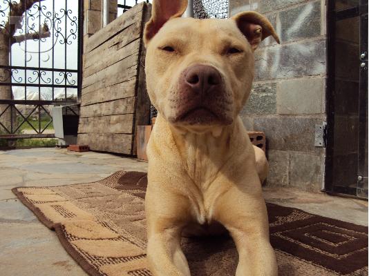 pwlounte koutabia pitbull