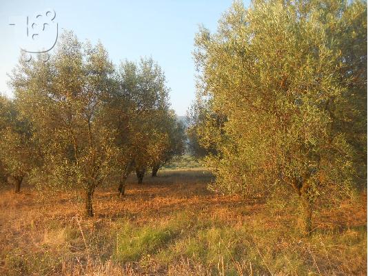 PoulaTo: ΕΛΑΙΟΠΕΡΙΒΟΛΟ 3 ΣΤΡΕΜΜΑΤΑ
