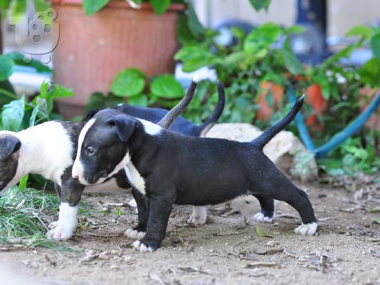 Αγγλικά Bull Terrier