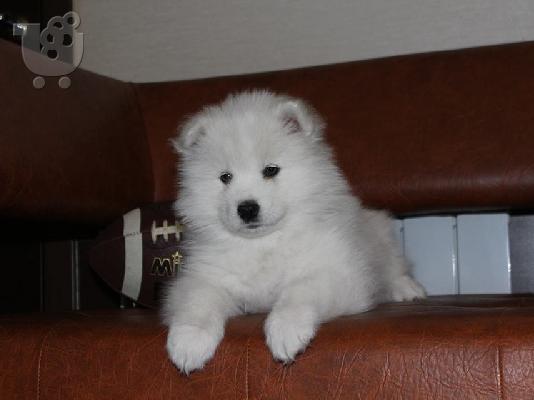 Όμορφα υγιή Samoyed κουτάβια