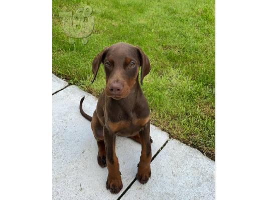 Adorable Doberman Puppies