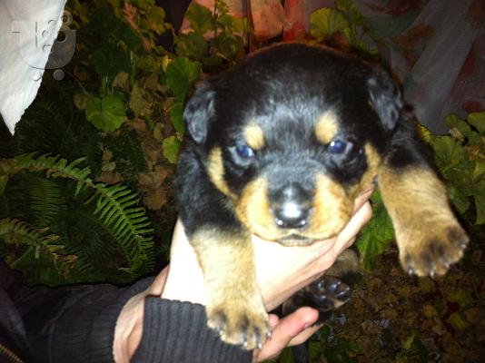 PoulaTo: Καθαρόαιμα Κουτάβια Rottweiler
