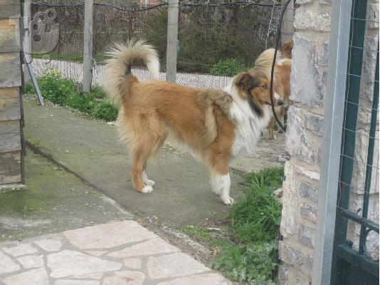 PoulaTo: Βασιλικά κουτάβια collie από σπίτι