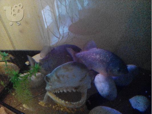 Piranhas red belly