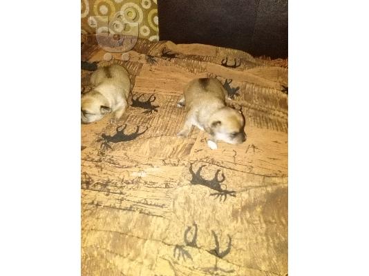 PoulaTo: polountai 2 koutavia tsiouaoua