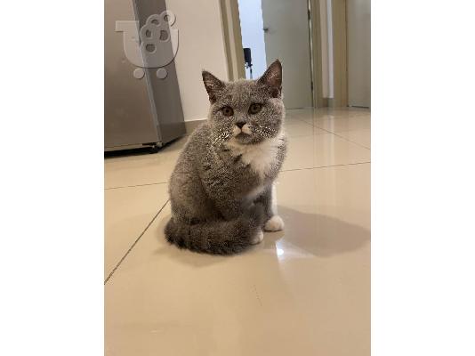 PoulaTo: British Shorthair Kittens For Sale