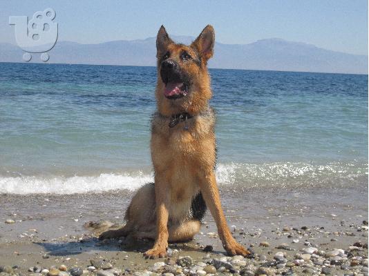 ΓΕΡΜΑΝΙΚΟΣ ΠΟΙΜΕΝΙΚΟΣ