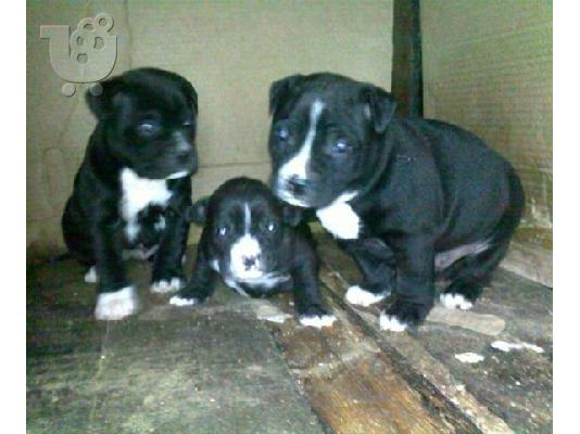 PoulaTo: PIT BULL